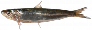 sardina trapsarente